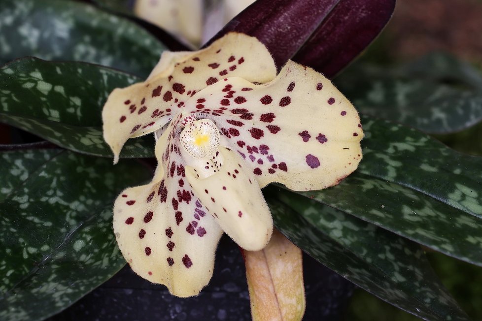 Ve skleníku Fata Morgana jsou k vidění tisíce orchidejí