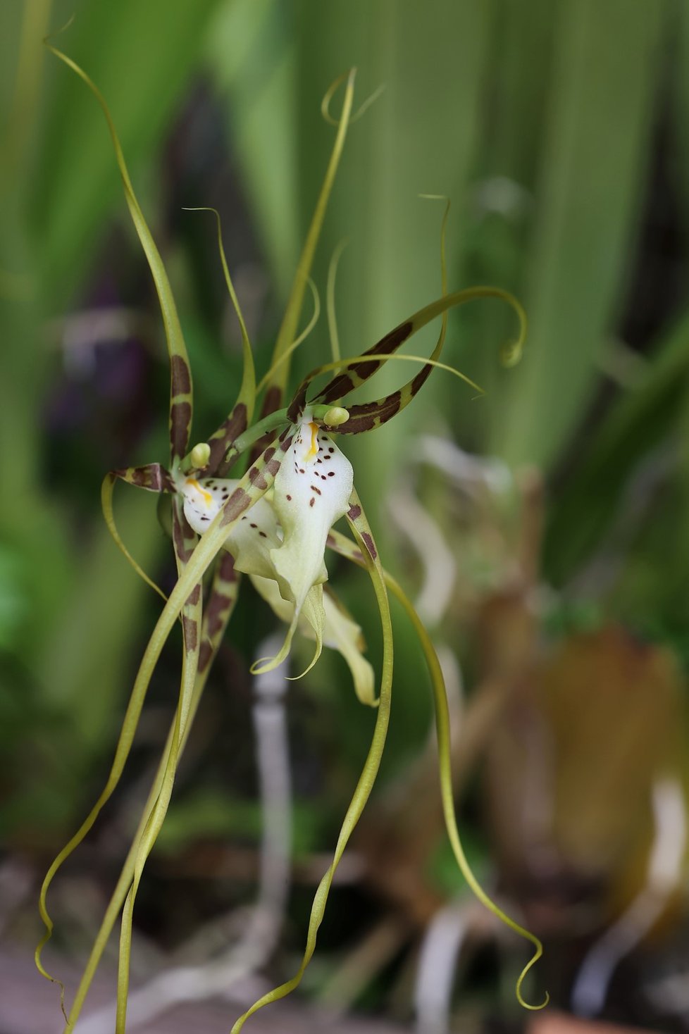 Ve skleníku Fata Morgana jsou k vidění tisíce orchidejí