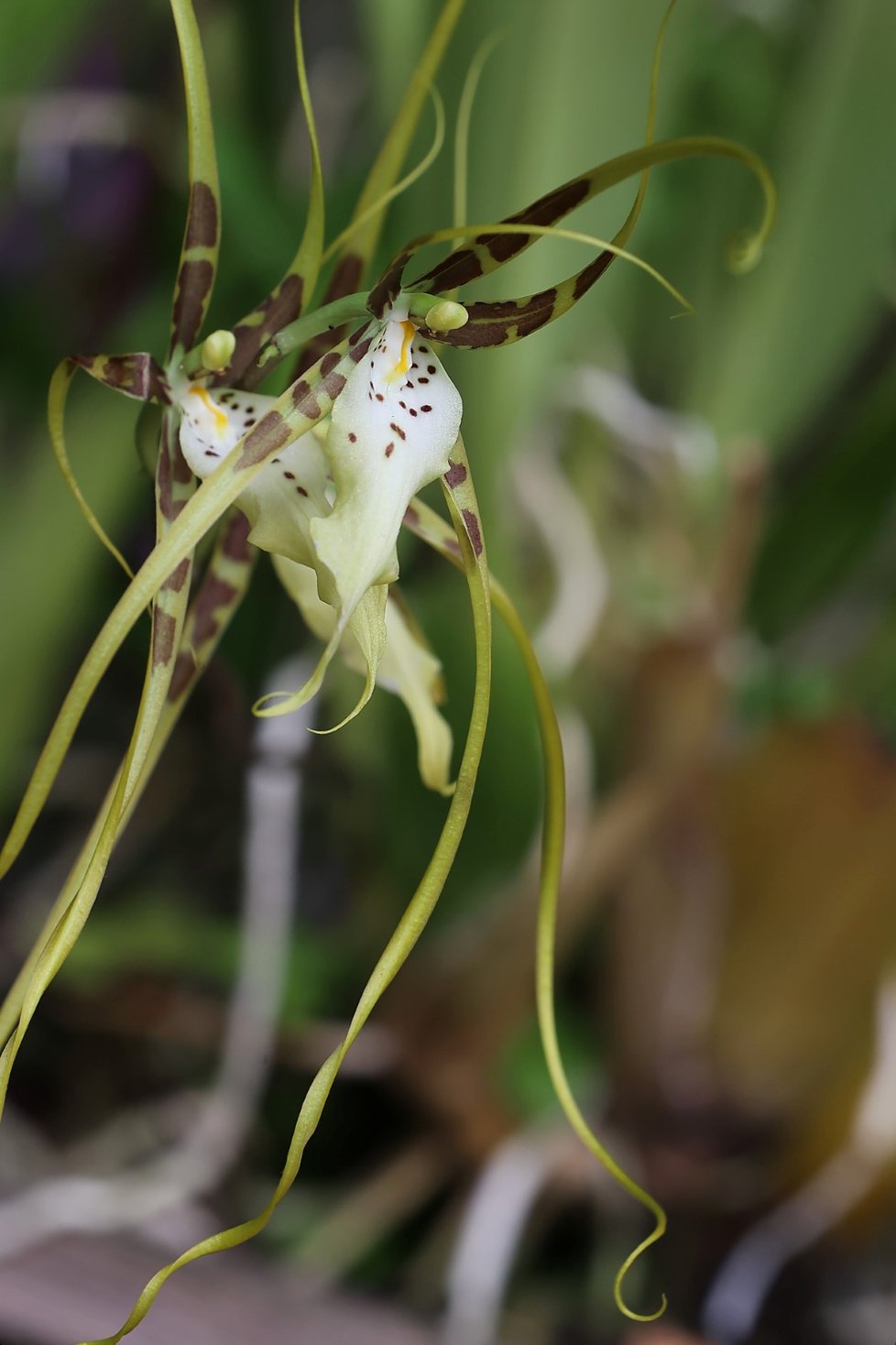 Ve skleníku Fata Morgana jsou k vidění tisíce orchidejí