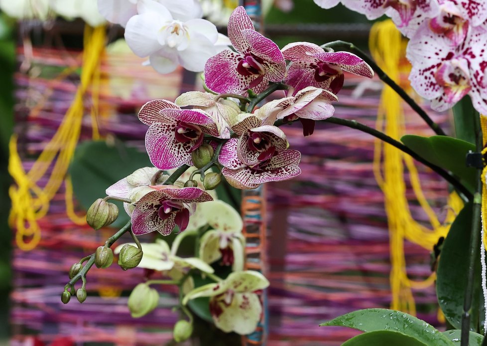 Ve skleníku Fata Morgana jsou k vidění tisíce orchidejí