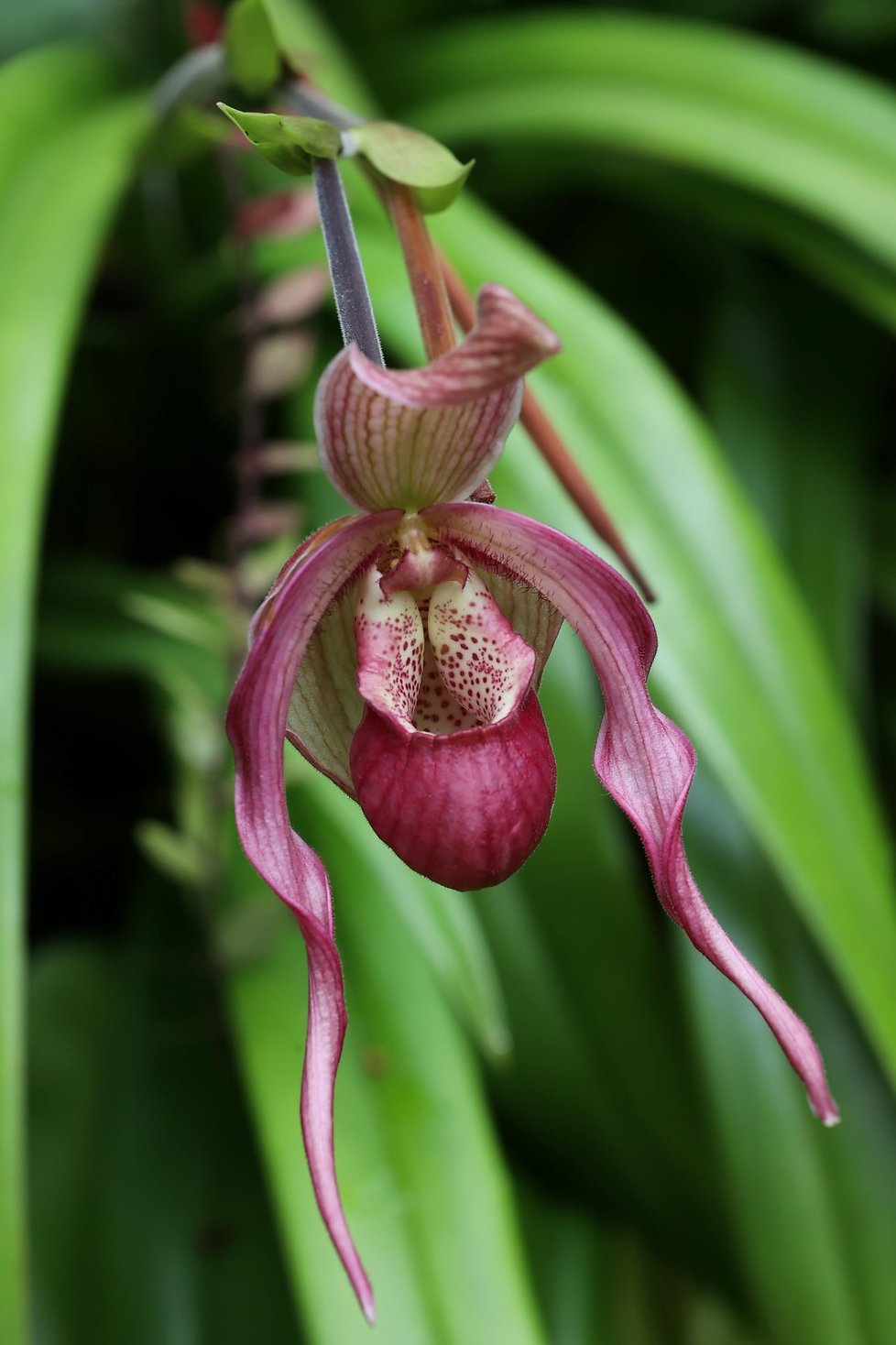 Ve skleníku Fata Morgana jsou k vidění tisíce orchidejí