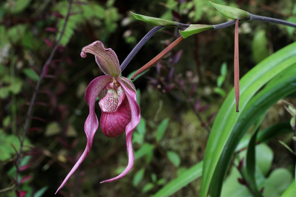 Ve skleníku Fata Morgana jsou k vidění tisíce orchidejí