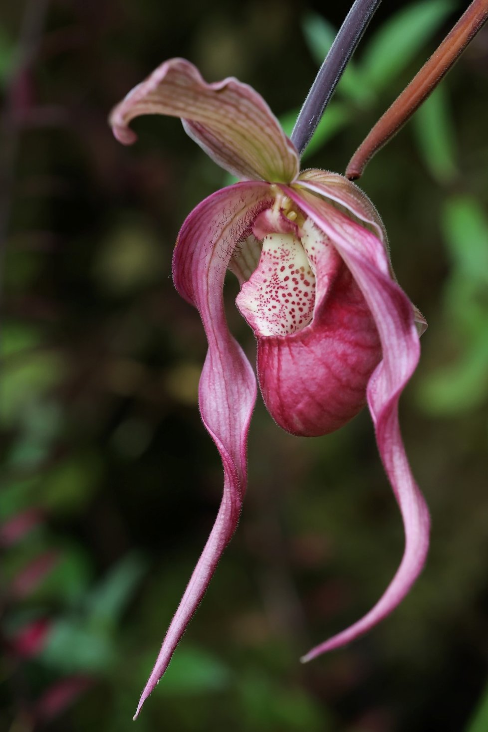 Ve skleníku Fata Morgana jsou k vidění tisíce orchidejí