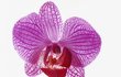 Orchidej - Je krásná nejen na pohled, ale je i chutná. Vložte ji do sklenice šampaňského či jiného nápoje a po vypití vína ji můžete i sníst.