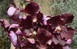 Květ orchideje rodu Vanda. Ve volné přírodě roste na větvích stromů a vlhkost přijímá ze vzduchu.