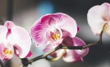 Skvostné orchideje. Vypěstujte si tuto nádheru doma
