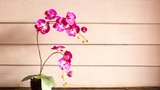 Nádherné orchideje: Víte, jak je pěstovat?