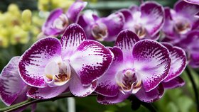 Jak se v zimě správně postarat o orchideje, aby byly pořád krásné?
