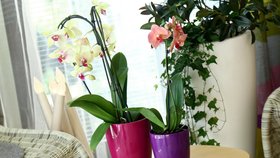 Chcete mít doma víc orchidejí? Víme, jak je namnožit!