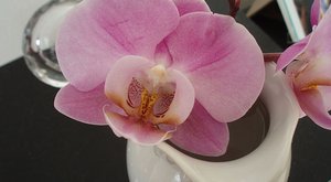 Orchideje – královny opylovacích triků