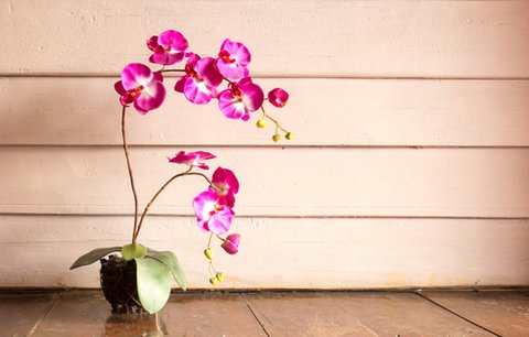 Nádherné orchideje: Víte, jak je pěstovat?