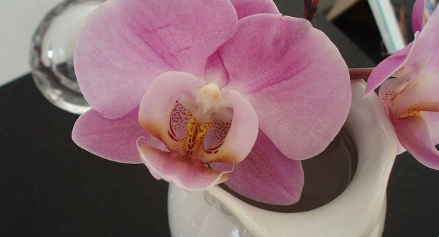 Orchideje – královny opylovacích triků