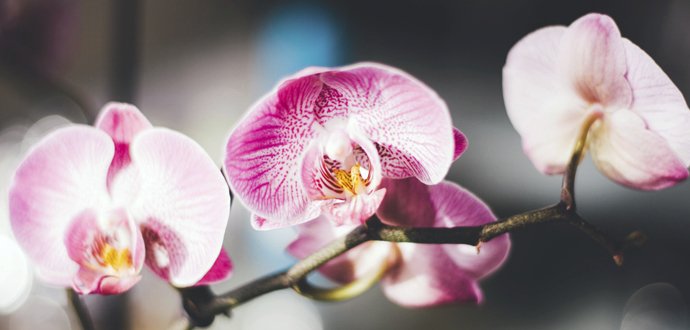 Skvostné orchideje. Vypěstujte si tuto nádheru doma