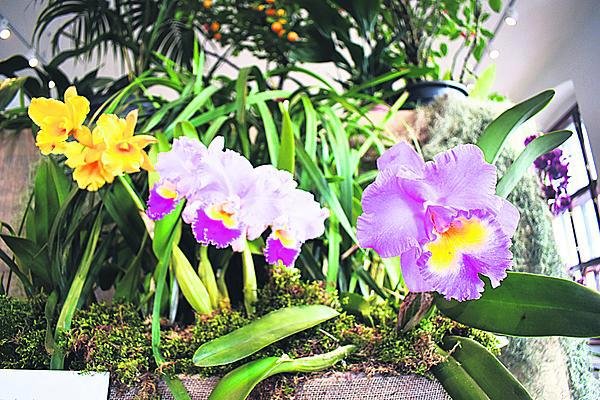 Cattleya je nekorunovanou královnou orchidejové říše. Její květy jsou velké a nádherně barevné.