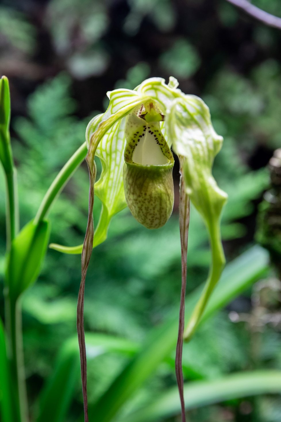 14. ročník výstavy orchidejí v trojské Botanické zahradě