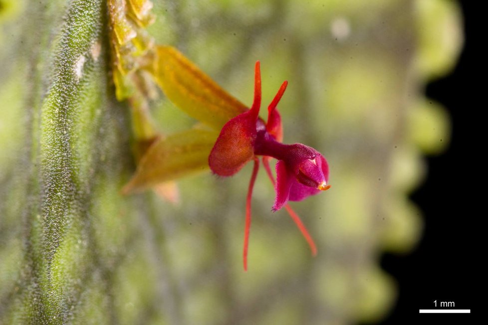 Malinkata Lepanthes calodictyon