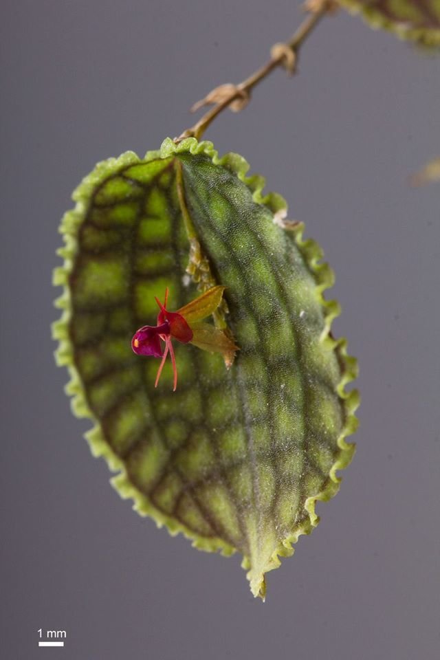 Malinkata Lepanthes calodictyon