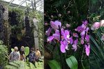 Botanická zahrada v Praze zahájila výstavu orchidejí ve skleníku Fata Morgana.