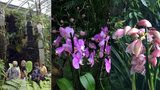 Záplava orchidejí: Botanická zahrada vystavuje tisíc barevných rostlin