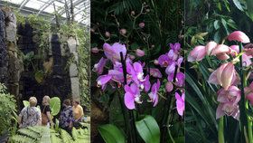 Záplava orchidejí: Botanická zahrada vystavuje tisíc barevných rostlin