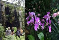 Záplava orchidejí: Botanická zahrada vystavuje tisíc barevných rostlin
