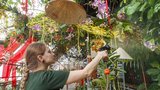 „Rothschildova papuče“ za stovky tisíc korun! Botanická zahrada nabídne to nejlepší ze své sbírky orchidejí