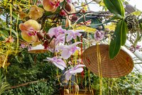 Nádherné orchideje opět v botanické zahradě: Výstava přiblíží počátky pěstování, budou i workshopy