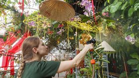 „Rothschildova papuče“ za stovky tisíc korun! Botanická zahrada nabídne to nejlepší ze své sbírky orchidejí