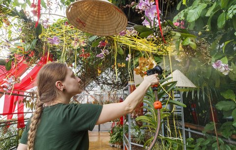 „Rothschildova papuče“ za stovky tisíc korun! Botanická zahrada nabídne to nejlepší ze své sbírky orchidejí