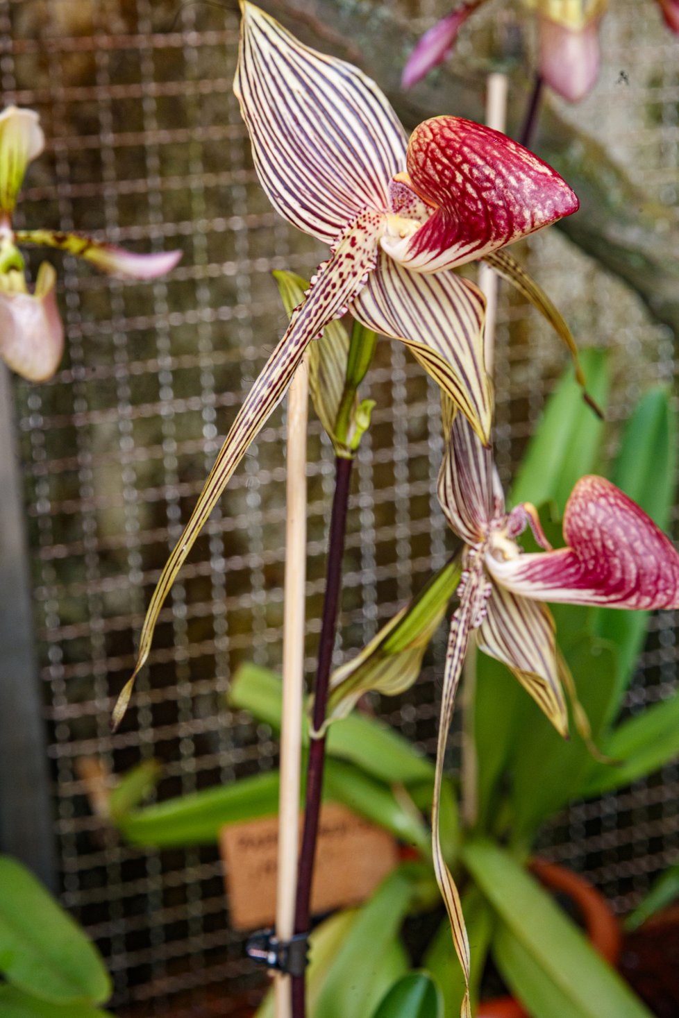 Jedna z nejvzácnějších a nejdražších orchidejí na světě - Střevíčník Rothschildův. Její cena se na černém trhu pohybuje ve stovkách tisíc korun