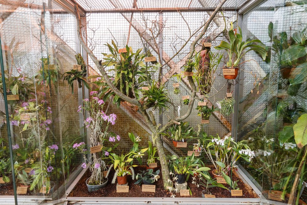 Výstava orchidejí ve skleníku Fata Morgana v trojské botanické zahradě