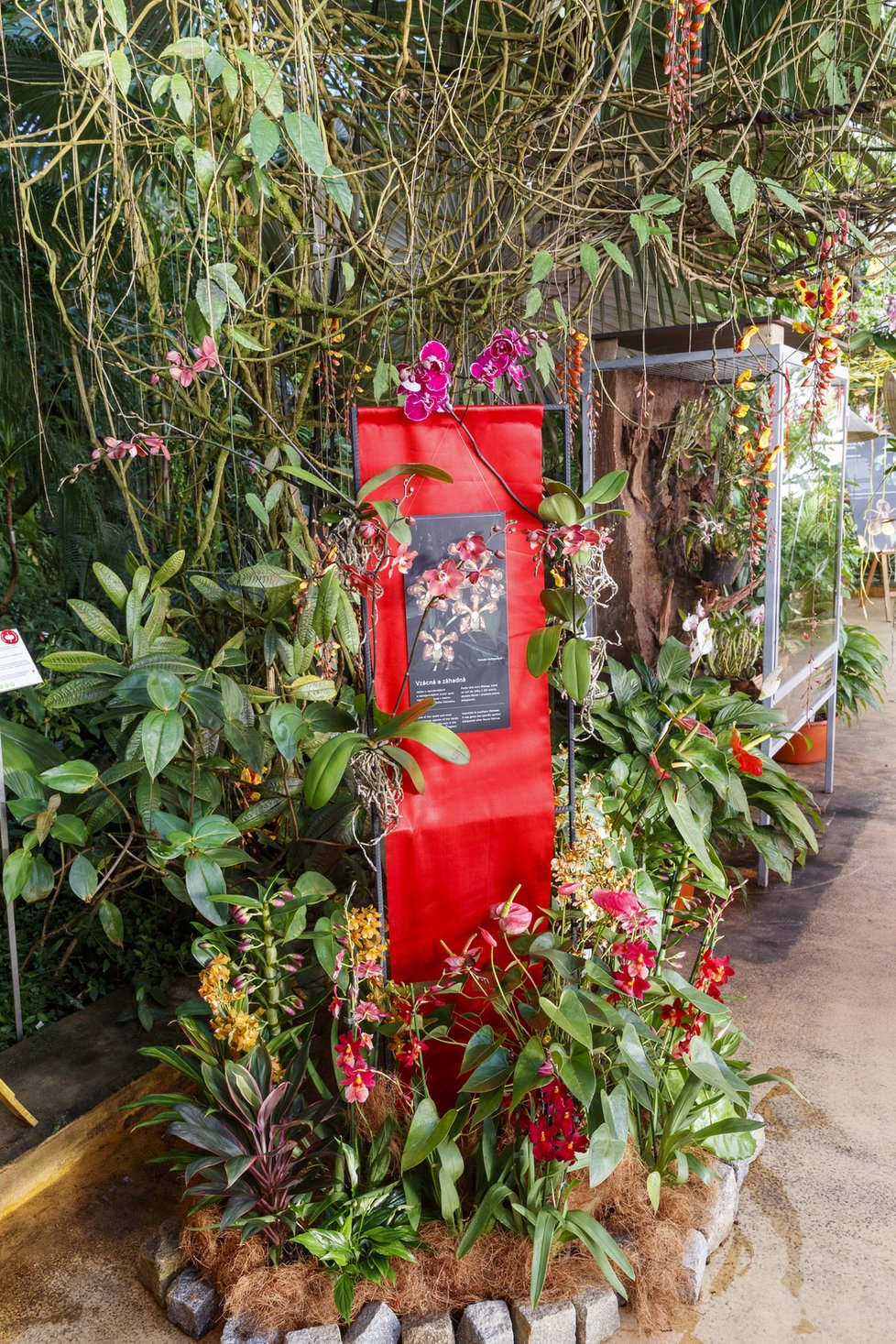 Výstava orchidejí ve skleníku Fata Morgana v trojské botanické zahradě