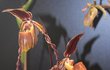 Podivuhodný květ se spirálovitými výběžky má tento střevíčník původem ze střední a jižní Ameriky.