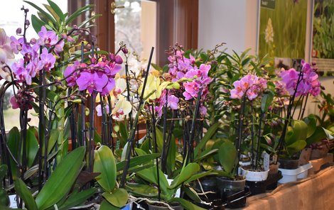 Na výstavě je kolem tisícovky orchidejí. Lidé mají co obdivovat.