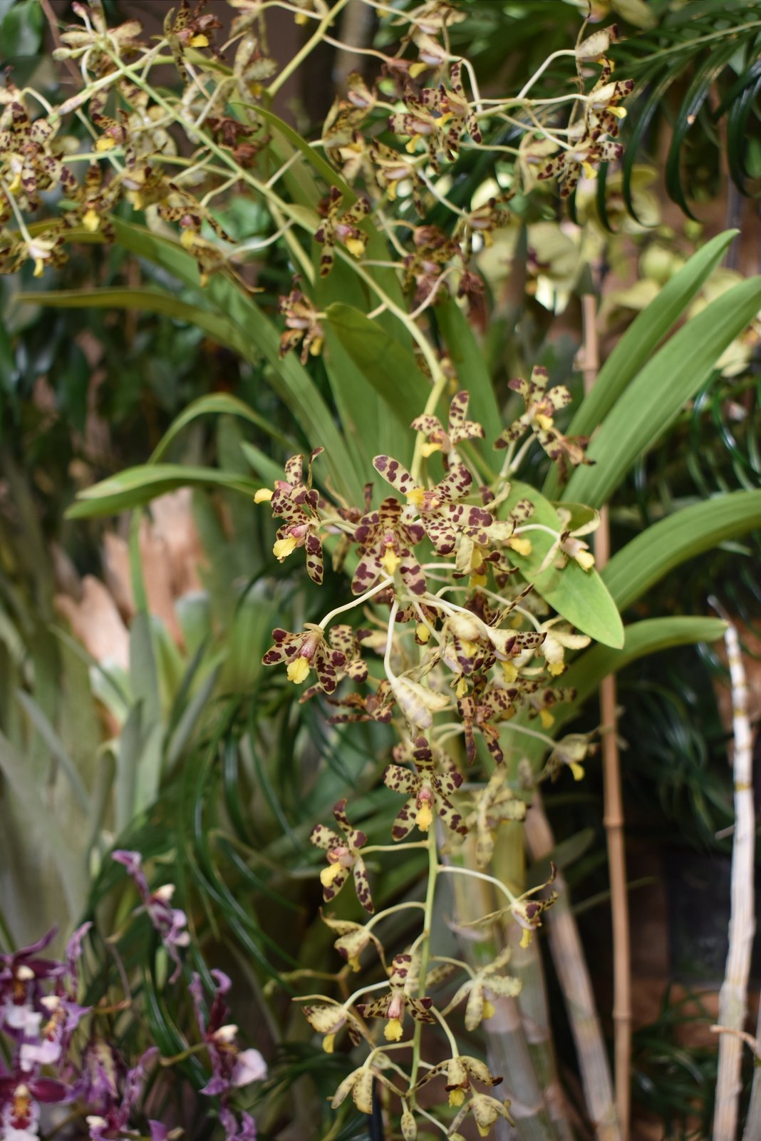 Velkou vzácností je tato nenápadná orchidej Anselia Africana. Na výstavě v Českých Budějovicích je k vidění poprvé.