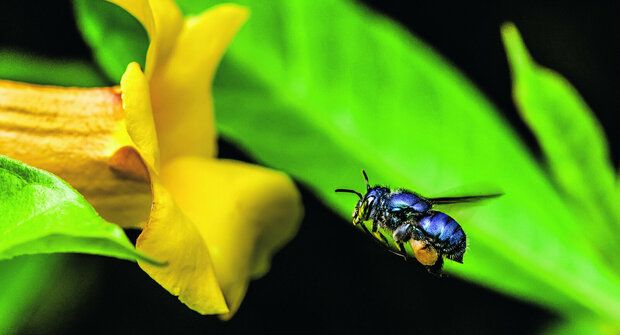 Včely mají zajímavou vůni: Vyrábí si parfém