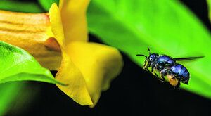 Včely mají zajímavou vůni: Vyrábí si parfém
