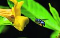 Několik set druhů orchidejí je přímo závislých na opylování samci včel tribu Euglossini