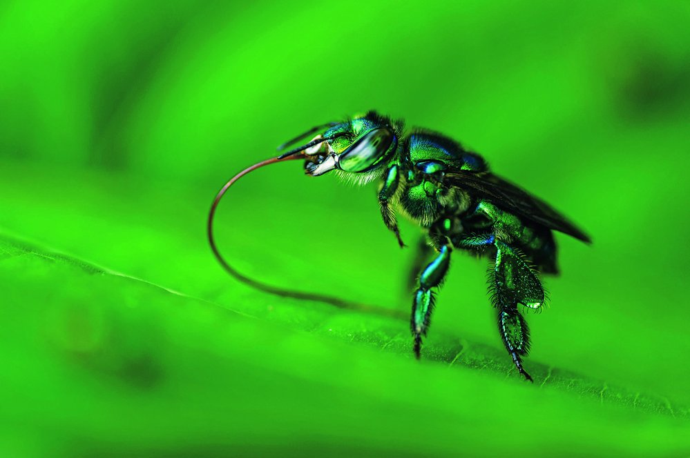 Dospělci se živí nektarem, larvy krmí samičky nasbíraným pylem (na fotografii na zadních nohách samičky)