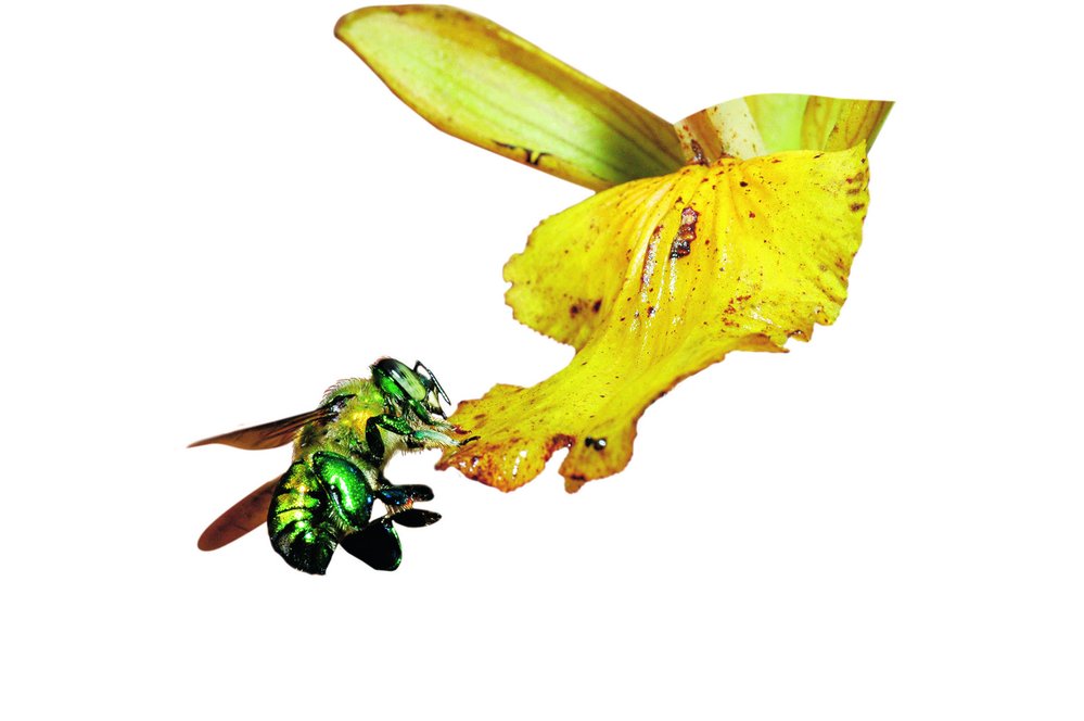 Samečci orchidejových včel vyrábí parfém, aby přilákali samičky svého druhu