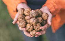 Zdraví a energie schované ve skořápce: V zimě vsaďte na ořechy