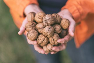 Vlašské ořechy dozrávají: Jak je správně skladovat a proč je dobré je namočit?  