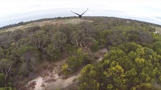 Orel ukázal, že je králem oblohy. Odnesl to dron 