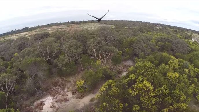 Orel ukázal, že je králem oblohy. Odnesl to dron