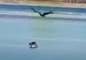 Video zachytilo útok orla na kočku.