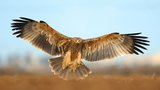Majestátní orli se zabydleli na jižní Moravě: Nebe brázdí s dvoumetrovým rozpětím křídel 
