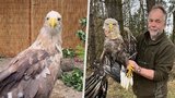 Zraněnému orlovi museli amputovat křídlo: Záchranná stanice popsala náročnou péči