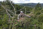 Stavba orlího hnízda na Tachovsku: Na základ hnízda bylo nutné navrstvit slabší větve, jako by vše bylo dílem samotných orlů mořských.