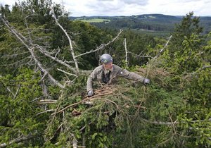 Stavba orlího hnízda na Tachovsku: Na základ hnízda bylo nutné navrstvit slabší větve, jako by vše bylo dílem samotných orlů mořských.