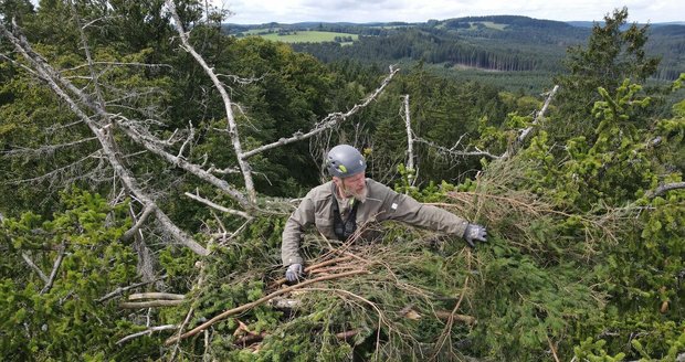 Stavba orlího hnízda na Tachovsku: Na základ hnízda bylo nutné navrstvit slabší větve, jako by vše bylo dílem samotných orlů mořských.